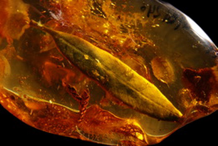 leaf in baltic amber